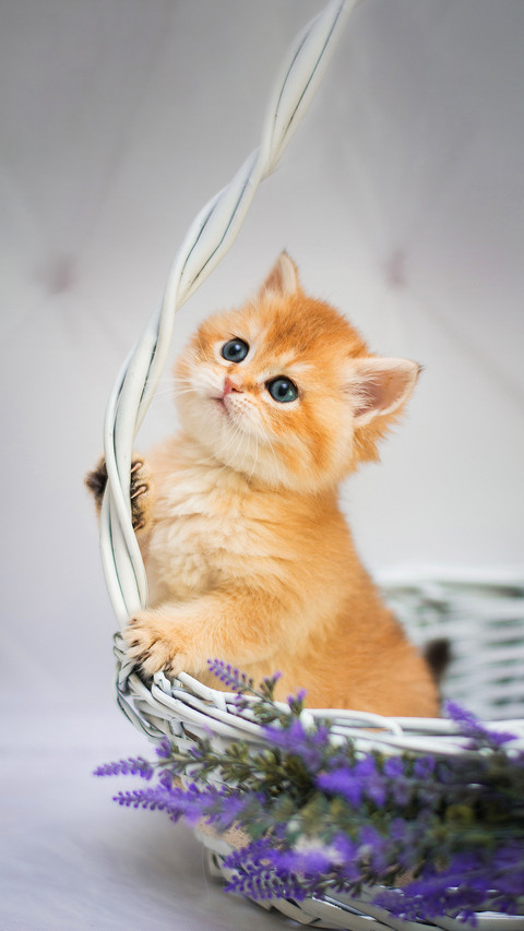 A Kitten Laying in the Basket and Looking out screenshot