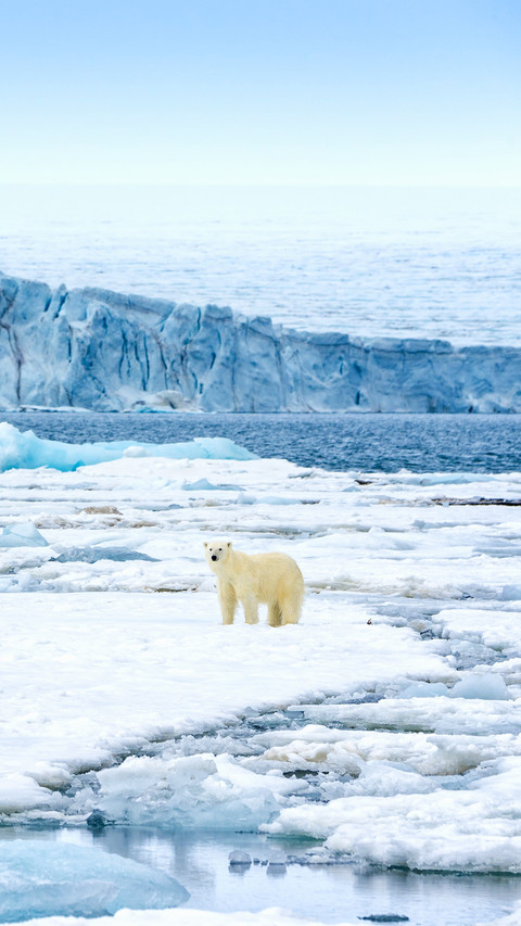 Female polar bear walking on pack ice screenshot