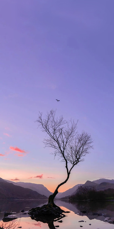 Purple Style6.jpg screenshot