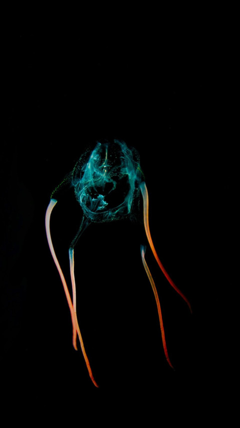 Amoled HD  (26) screenshot
