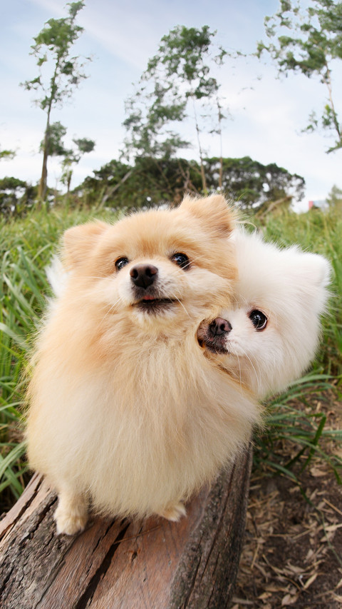 A pair of pomeranian dogs screenshot