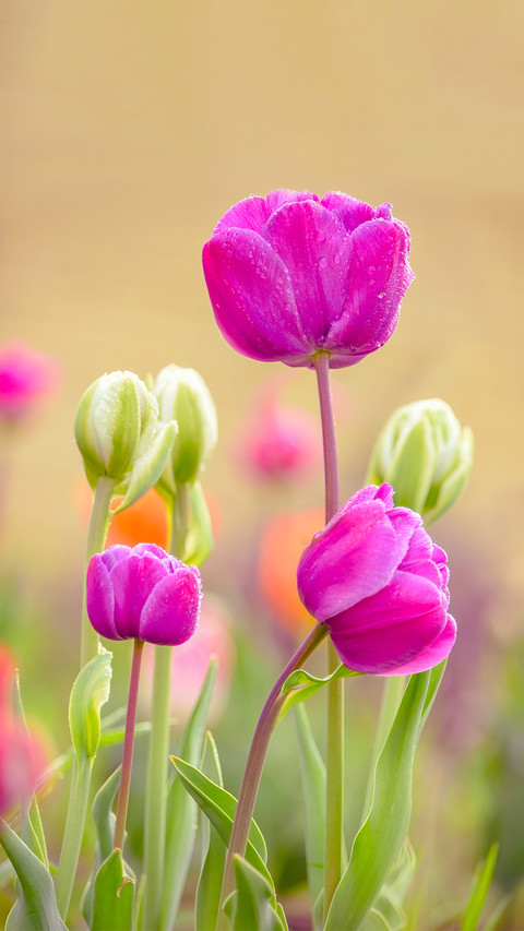Flowers in the Corner screenshot