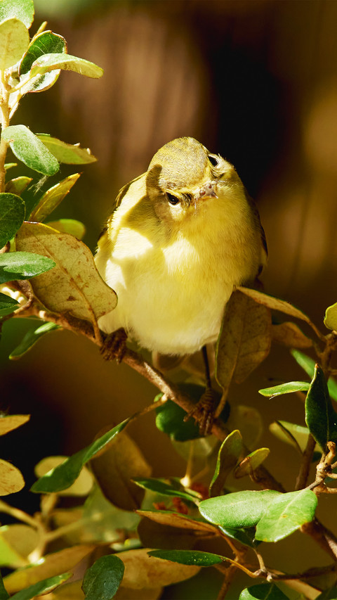 The chirping birds in the tree screenshot