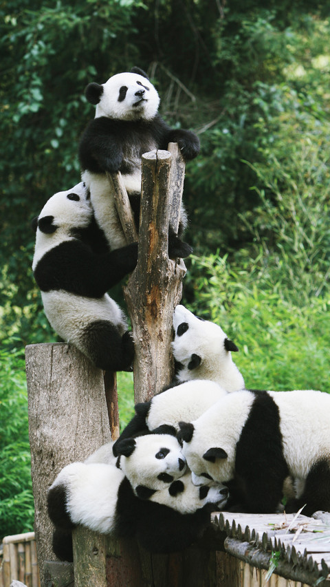 Giant pandas can also climb fences 45 screenshot