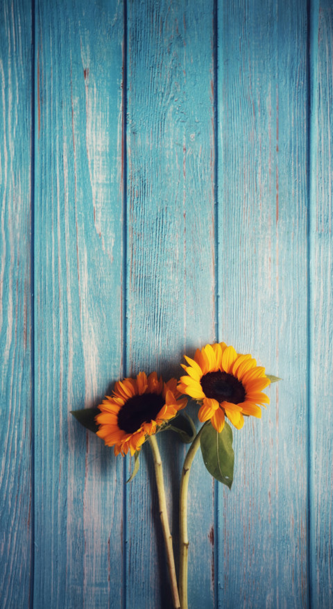 Sunflower Dream (9) screenshot