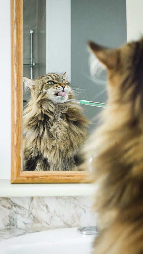 Do you brush the cats teeth 5 screenshot