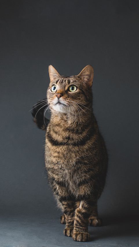 How to select canned cats 8 screenshot
