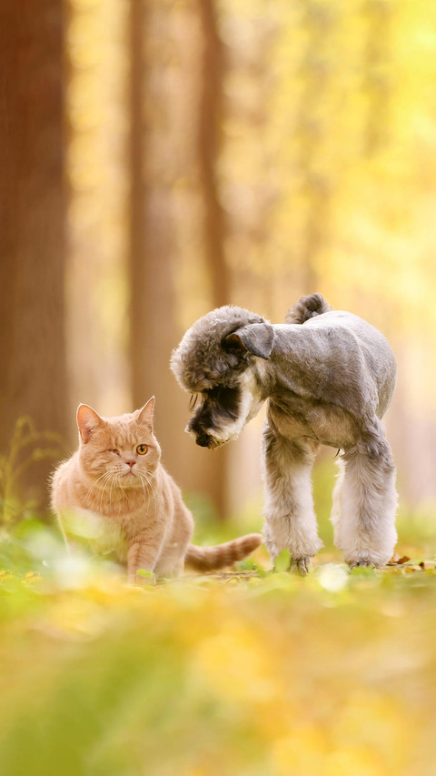 流浪猫会羡慕家猫吗 screenshot