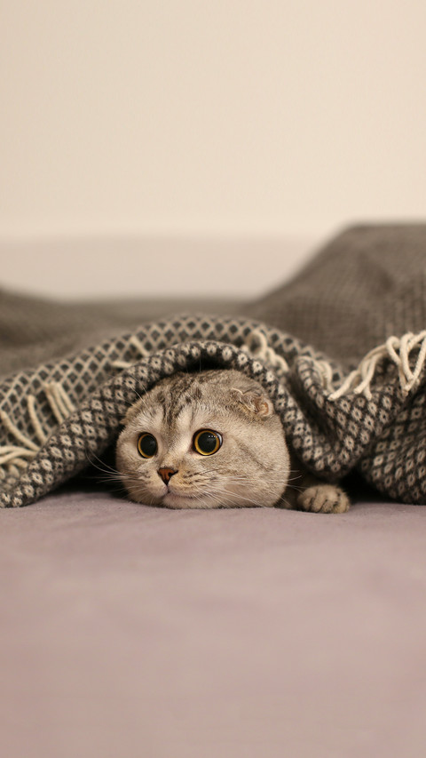 Scottish Fold cat hiding under a blanket screenshot