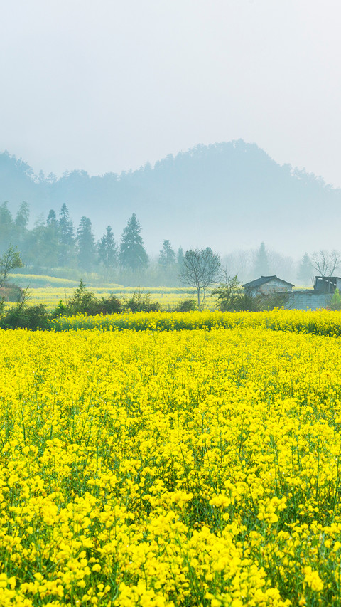 油菜花开 screenshot