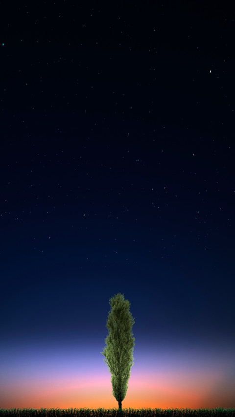 A Tree at Sunrise screenshot