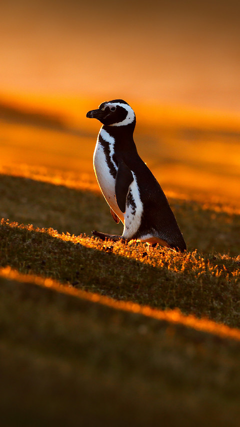 Cute Little Penguin Standing on The Grass screenshot