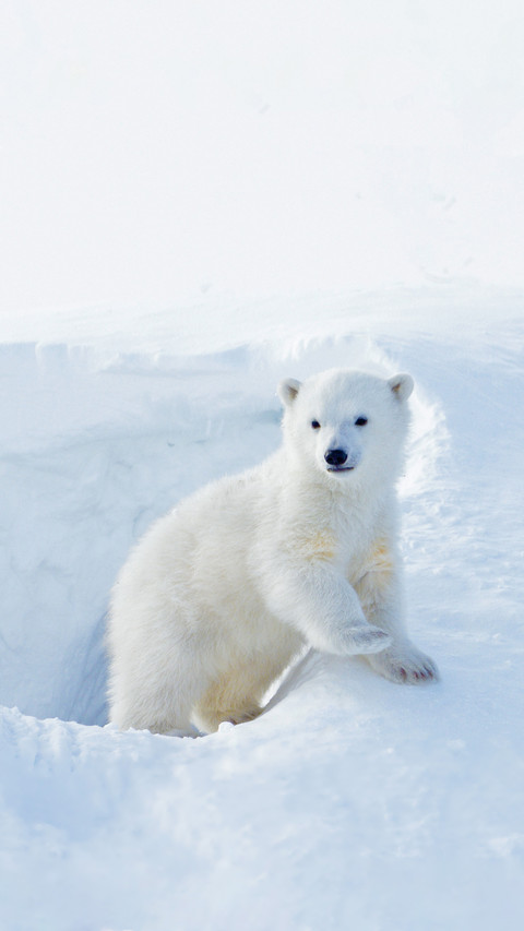 Polar Bear Cub Coming out Den screenshot