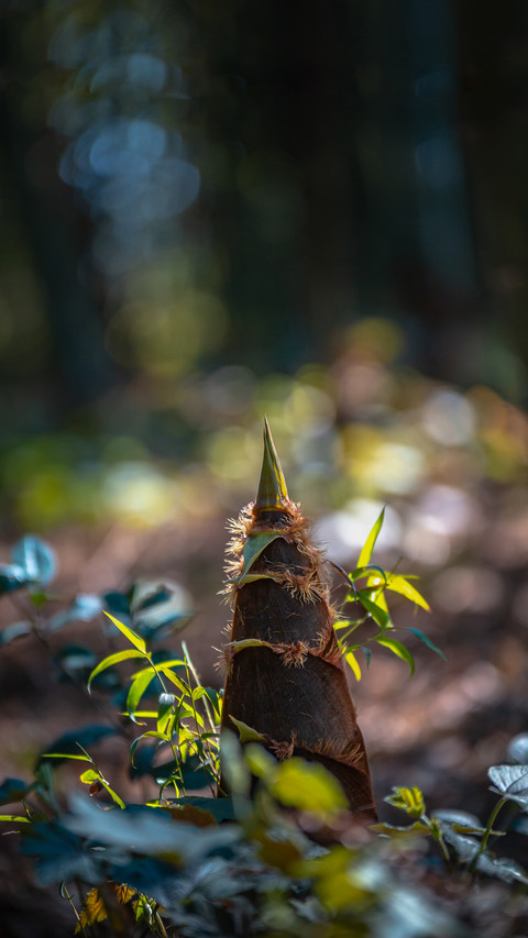 Do you want to blanch the spring bamboo shoots screenshot