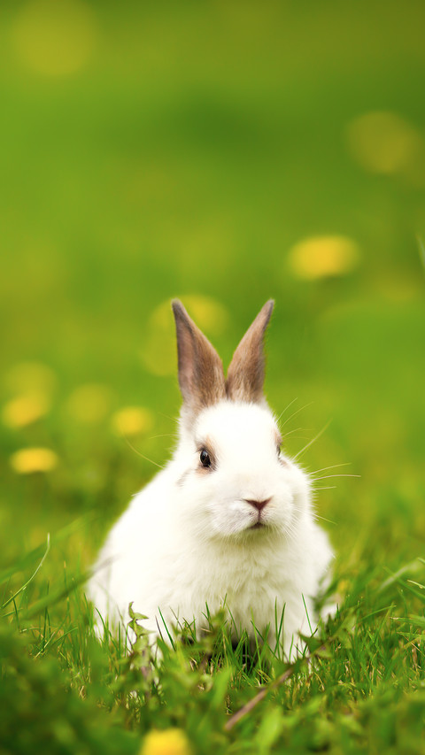 Rabbit Playing on the Grass screenshot