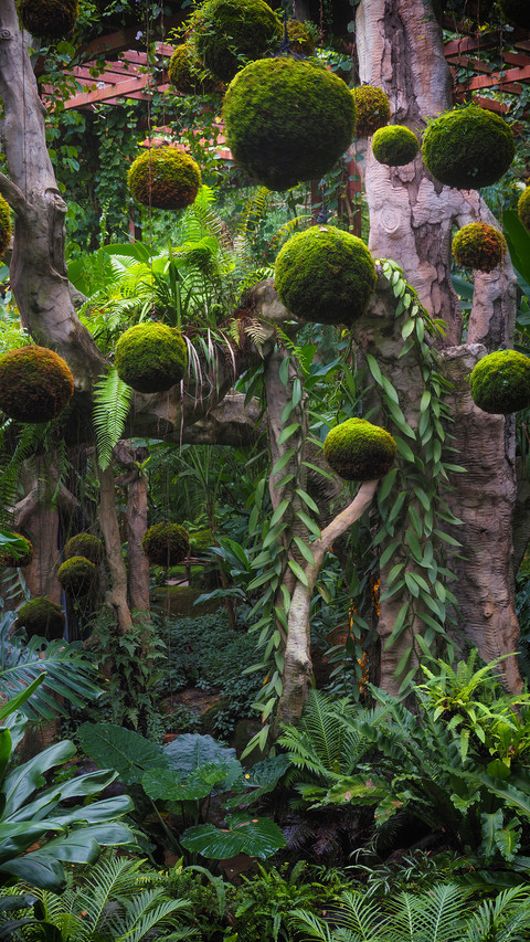 Dense forest landscape screenshot