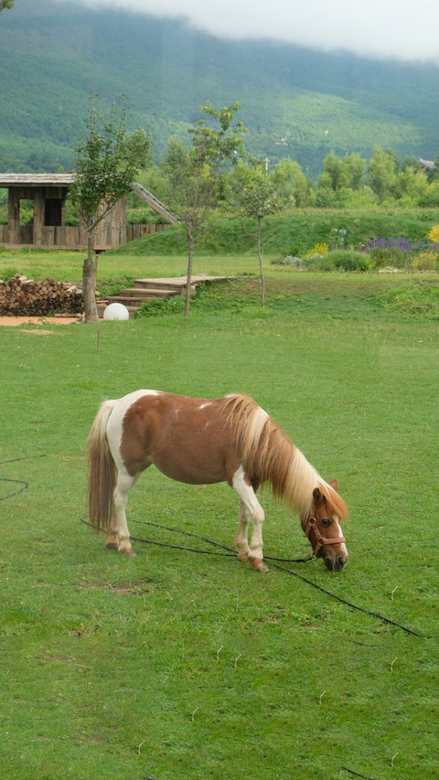 The treasure among horses is the pony screenshot
