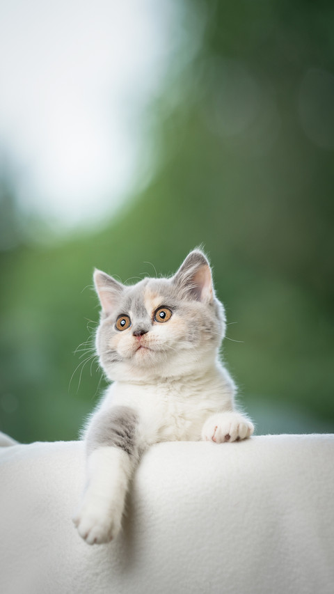 A white playful british shorthair kitten looking focused screenshot