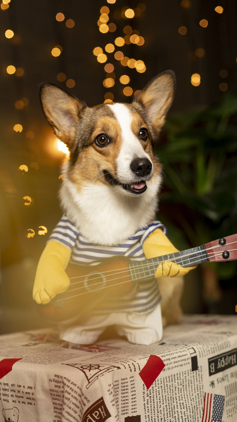 How to Clean Dog Toys 3 screenshot