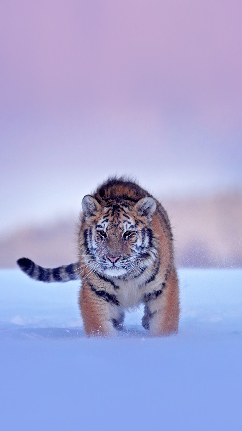 Russia. Snow flakes with wild Amur cat screenshot