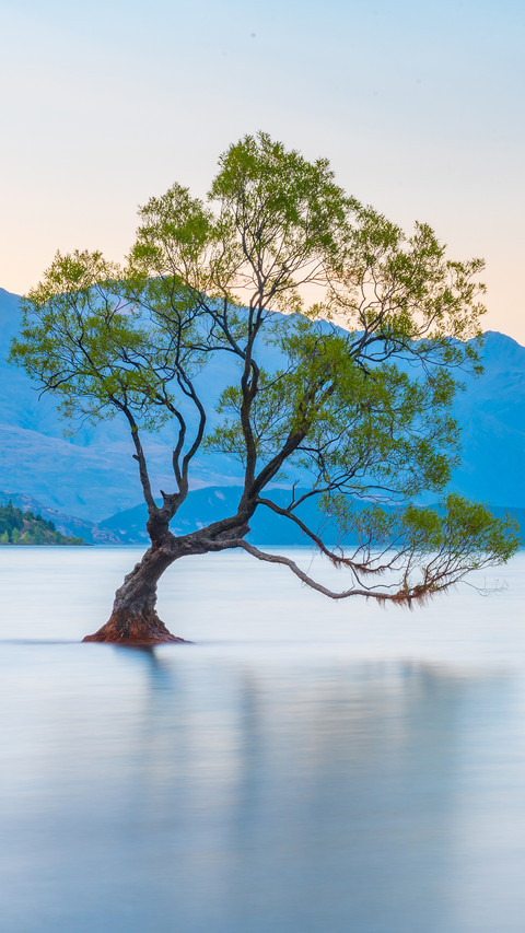 tree screenshot