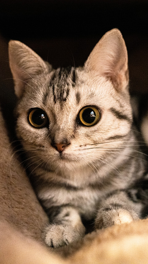 American shorthair cat screenshot