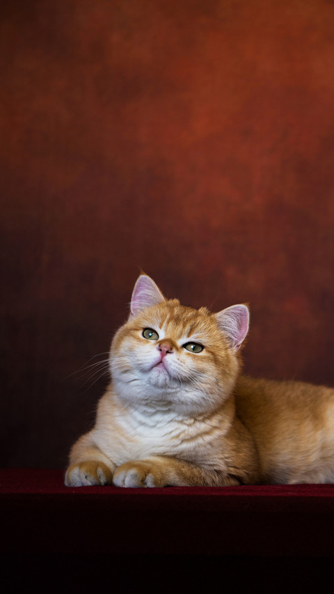 Leave the cat alone for a while screenshot
