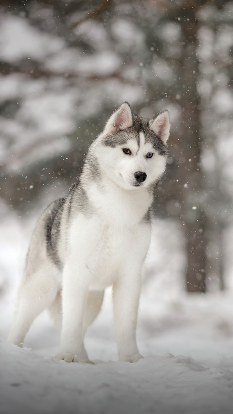 Sled Dog Standing in The Snow Smiling screenshot