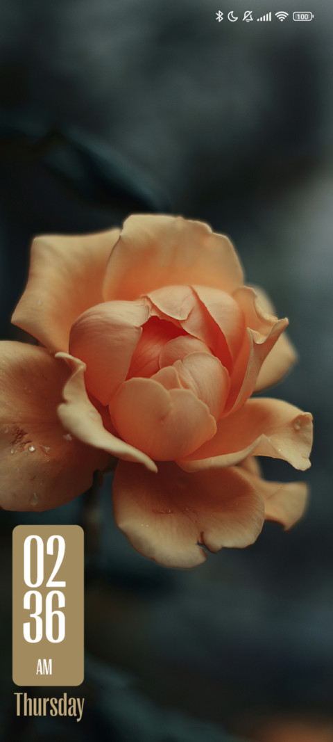 Orange Petaled screenshot