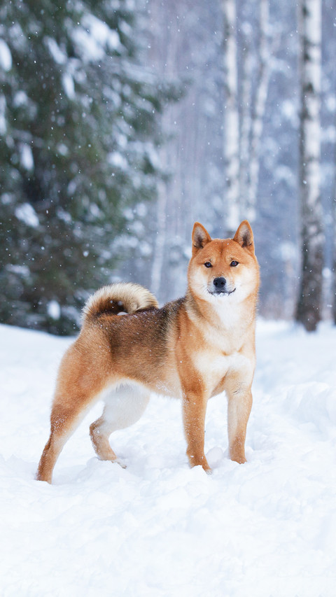 A Shiba Inu Standing on The Snow screenshot