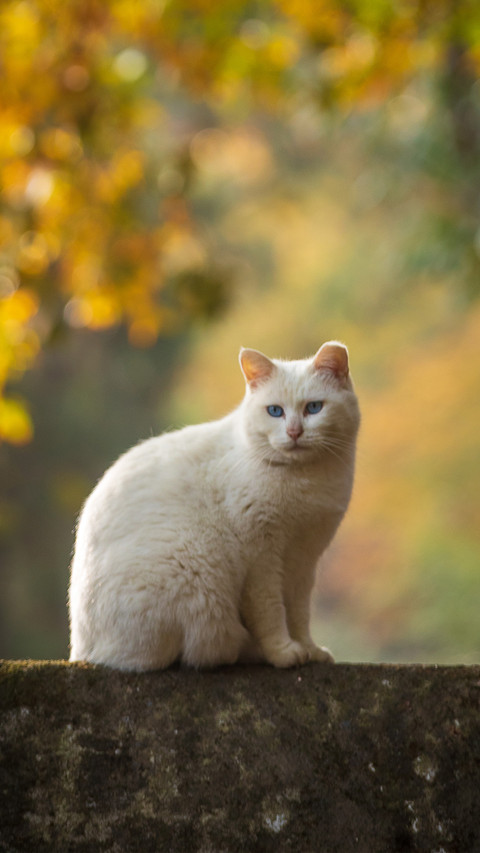 The philosophy of cats in autumn light 2 screenshot