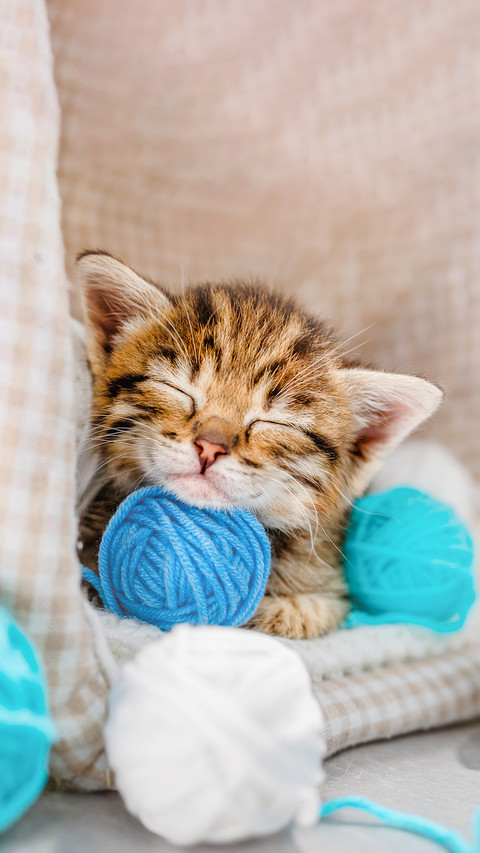 A striped kitten sleeps on balls of blue and white thread screenshot
