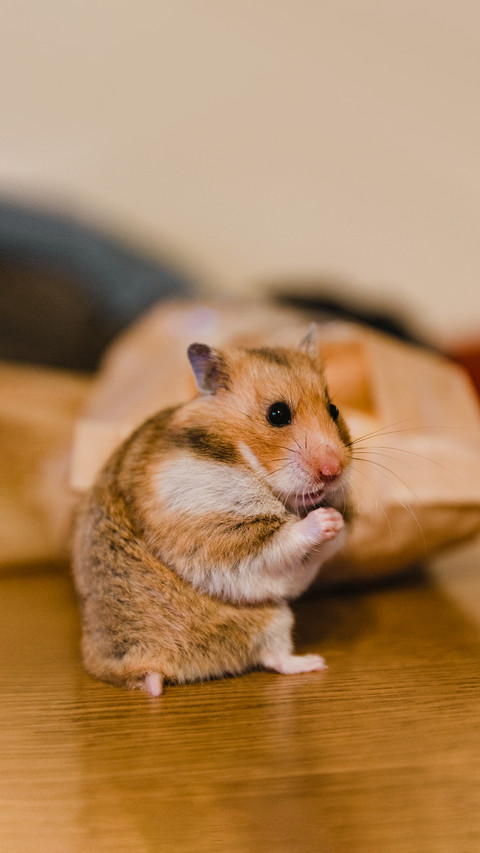 Cute baby hamster having fun screenshot