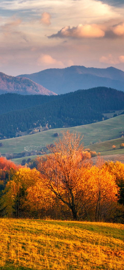 A Falling Leaf Heralds Autumn-PAIXIN screenshot