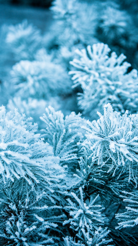 Practical guide to winter protection 20 screenshot