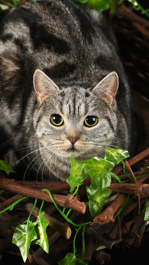 How to Build Trust with Cats 6 screenshot