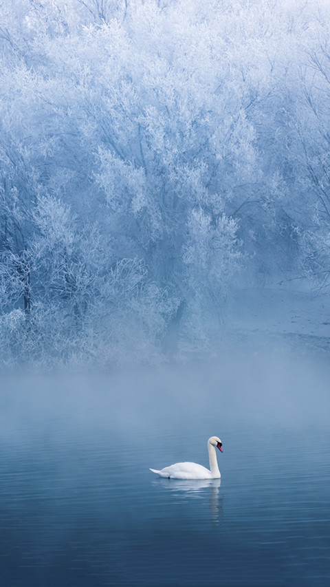 Beautiful Swan on Lake screenshot