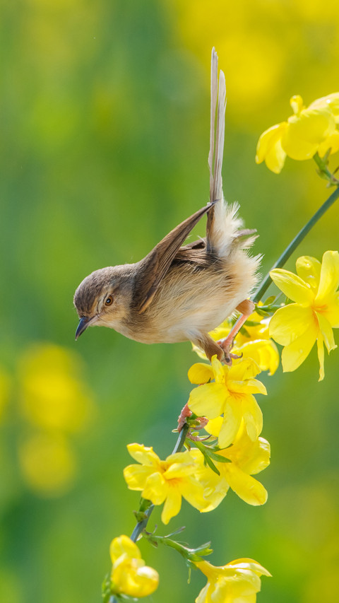 Sparrows are classified as Level 2 protected animals 9 screenshot