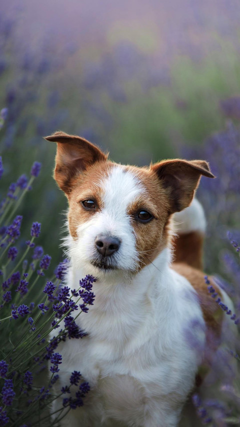 Dog237 screenshot
