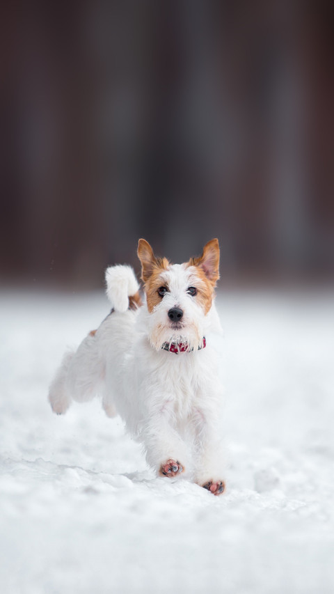 Jack Russell Terrier plays in the winter forest screenshot