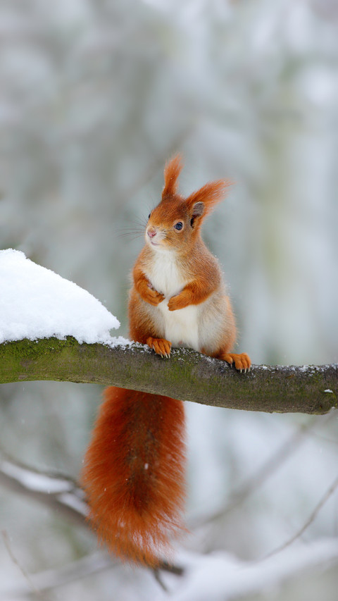 Cute Red Squirrel in Winter Scene with Snow Blurred Forest screenshot