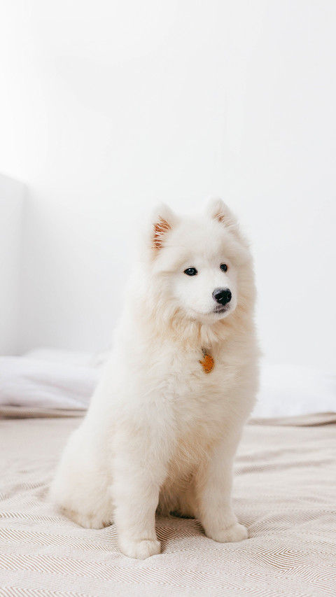 A Samoyed puppy in a photo studio on backgrounds screenshot