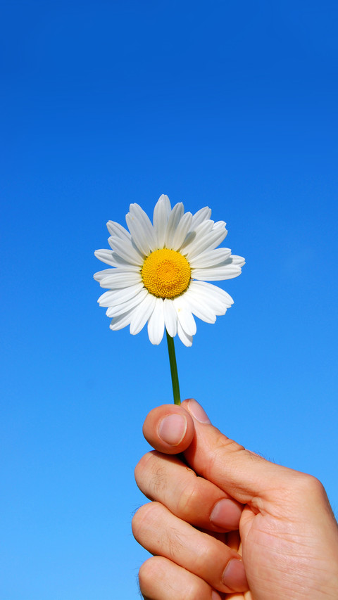 Fresh Daisy screenshot