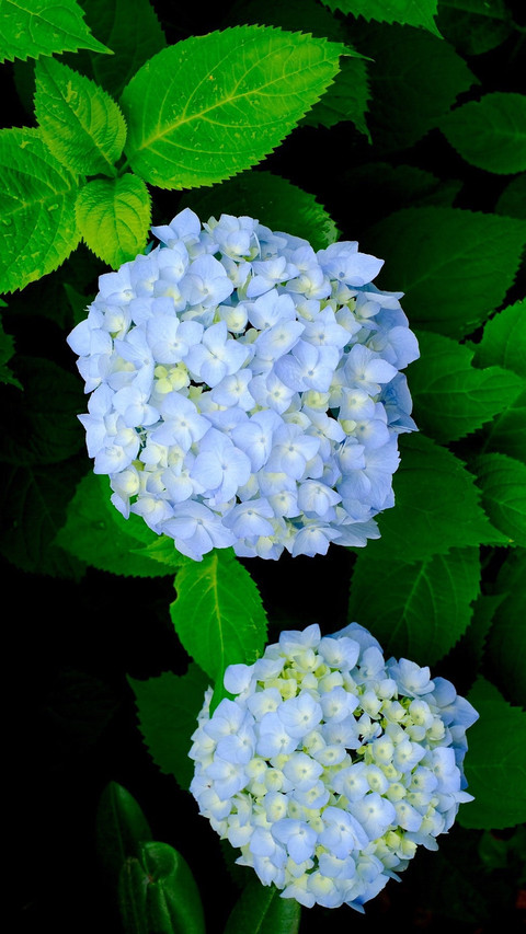 How to Maintain Hydrangea 5 screenshot
