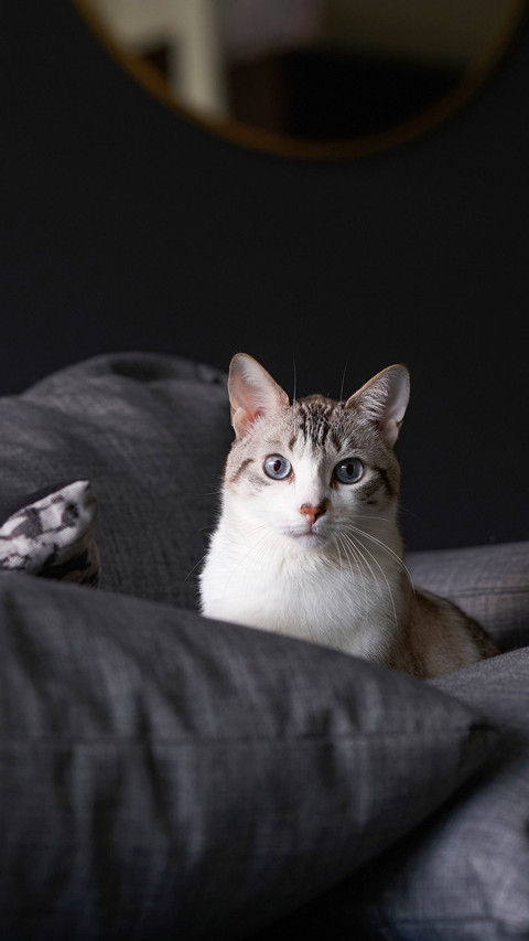 Portrait of a cute white striped male cat sitting on sofa screenshot