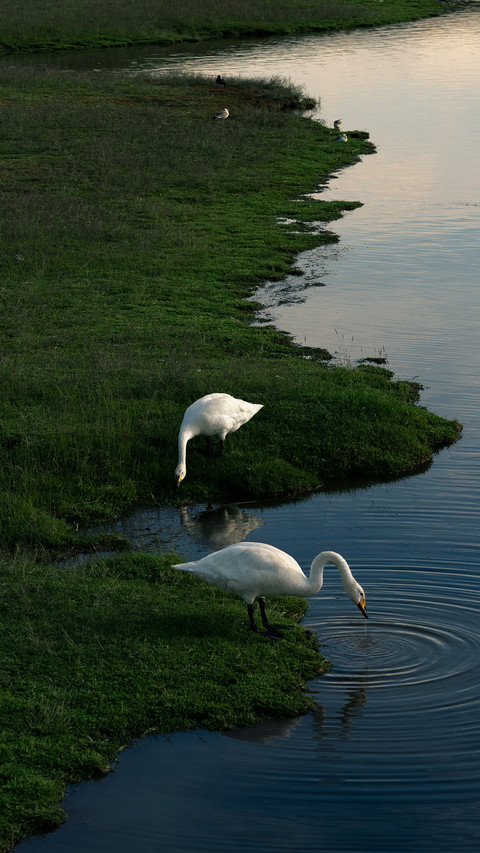 Swans playing in the water screenshot