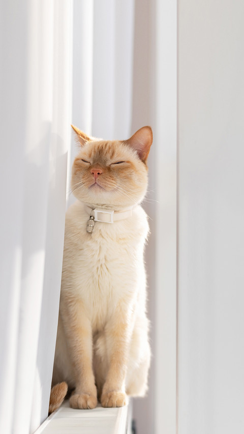 A domestic cat napping with closed eyes while sitting screenshot