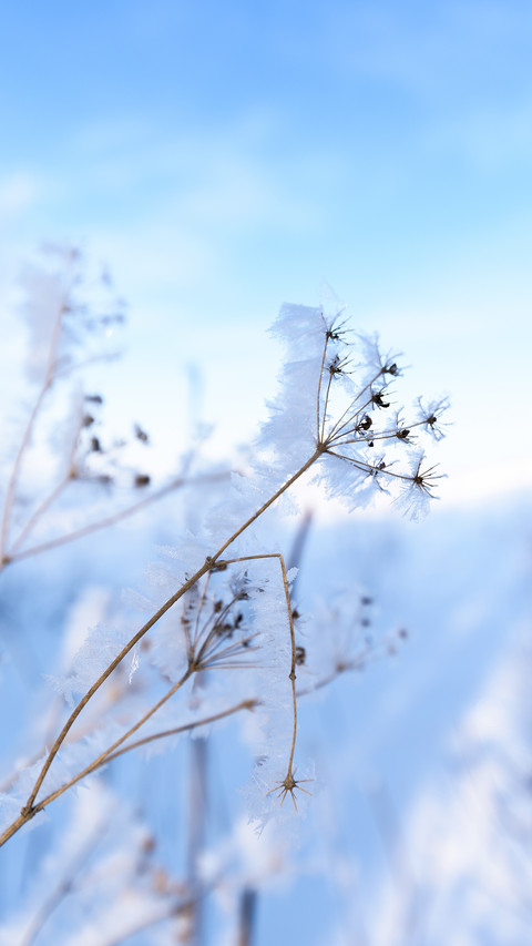umbrellas of flowers in the snow screenshot