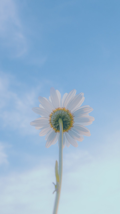 女神节快乐 screenshot
