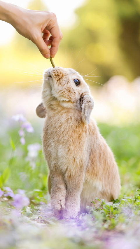 What action does the rabbit take 03 screenshot